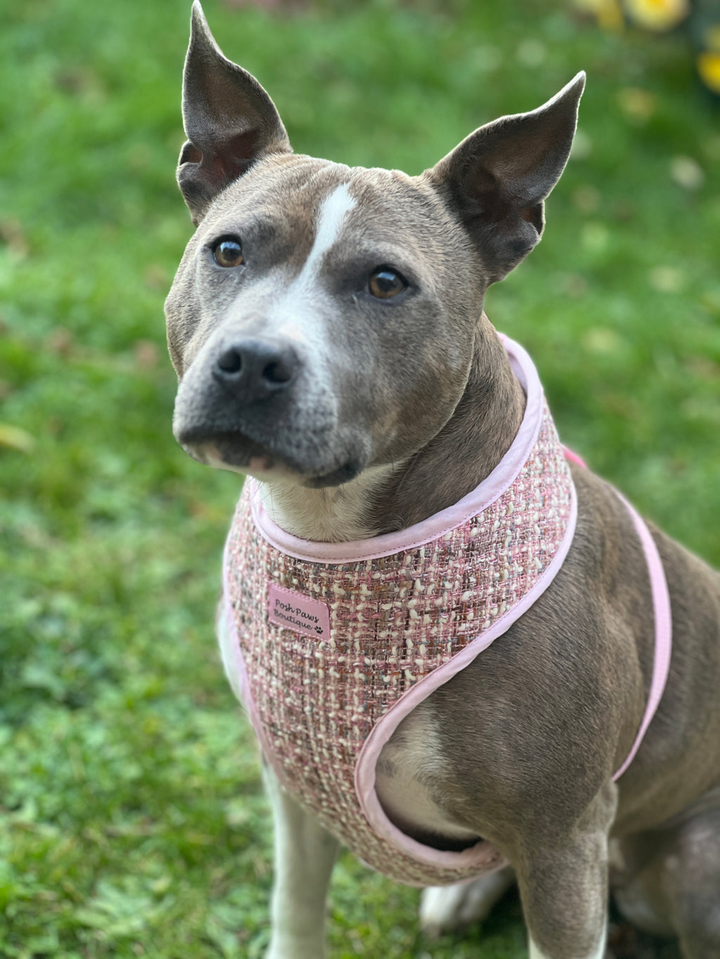 Luxury Pink Tweed Harness