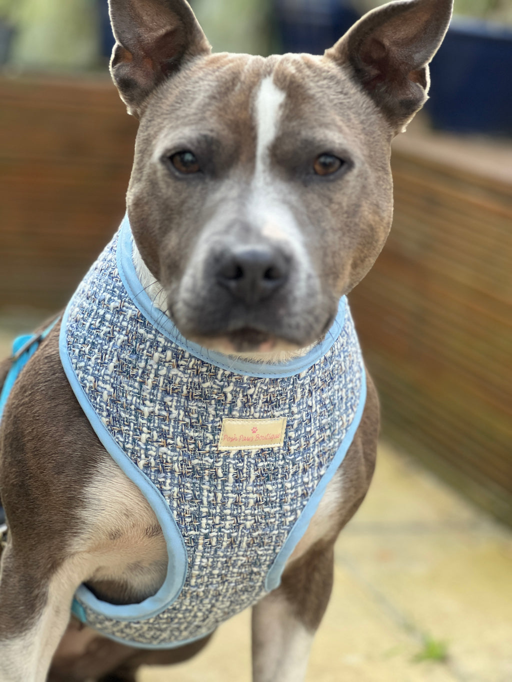 Luxury Blue Tweed Harness
