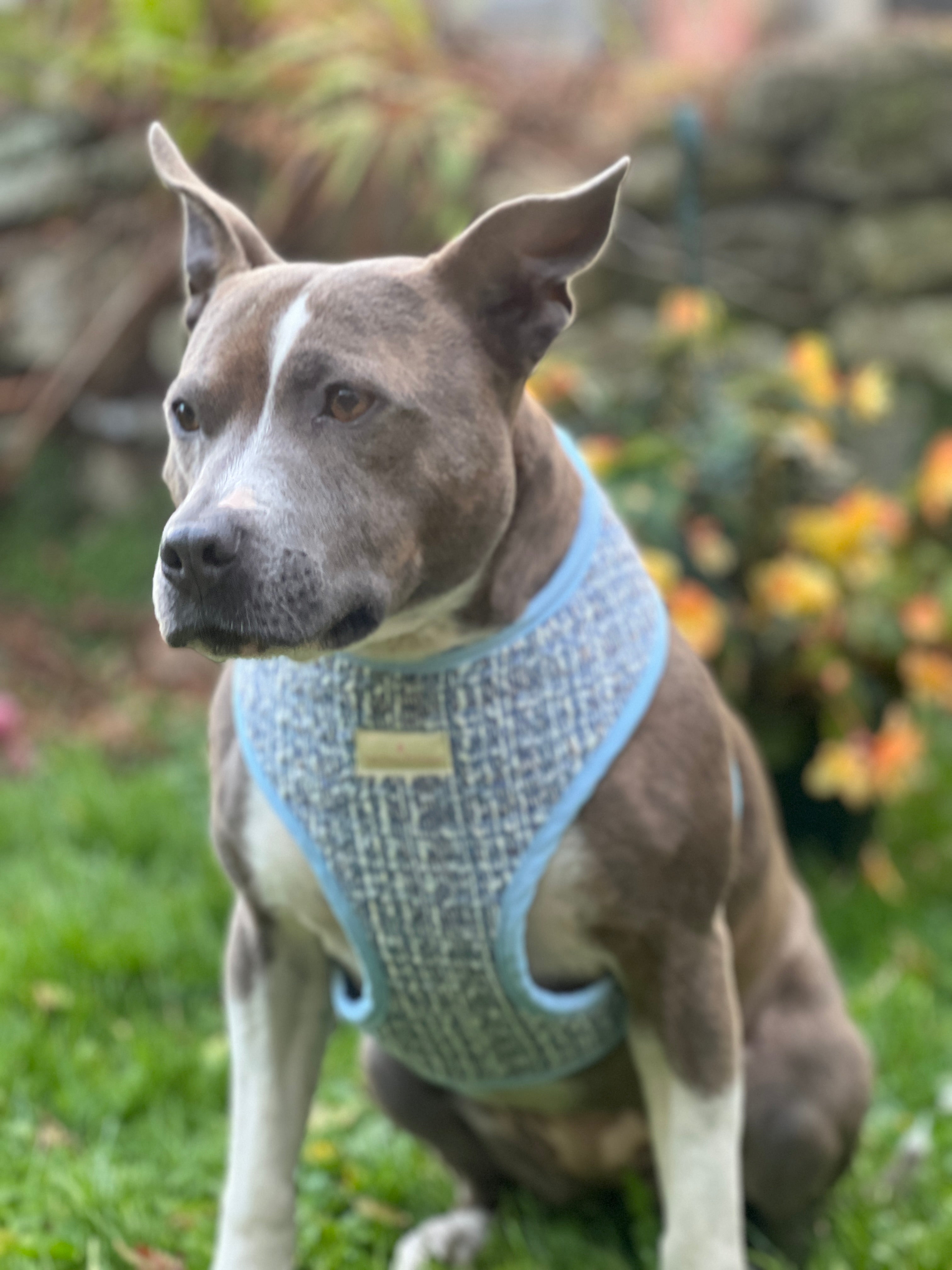 Luxury Blue Tweed Harness