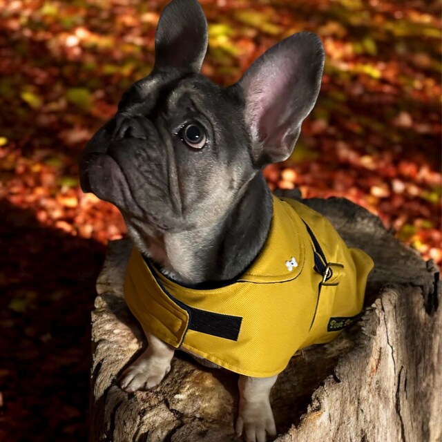 Mustard Made to Measure Custom Waterproof Fleece Lined Bespoke Dog Coat