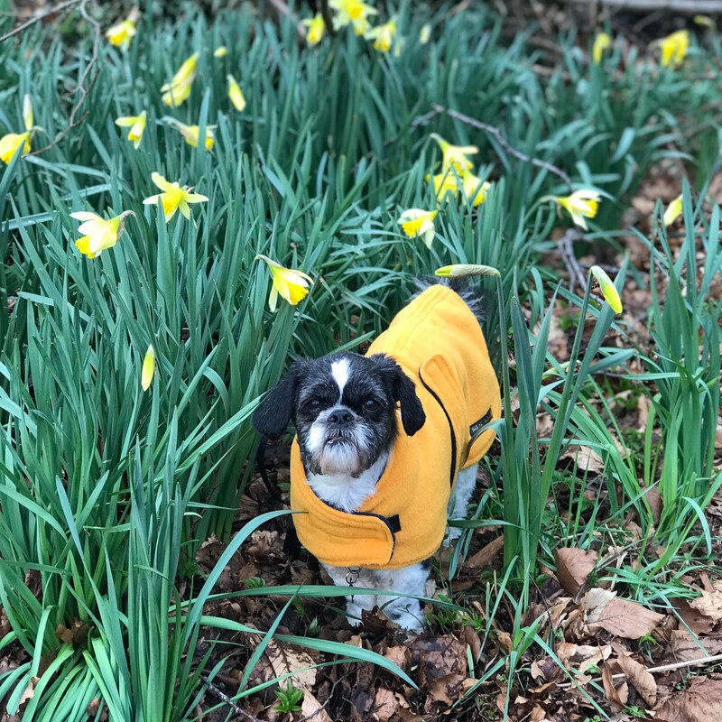 Mustard and navy made to measure fleece dog coat with harness hole