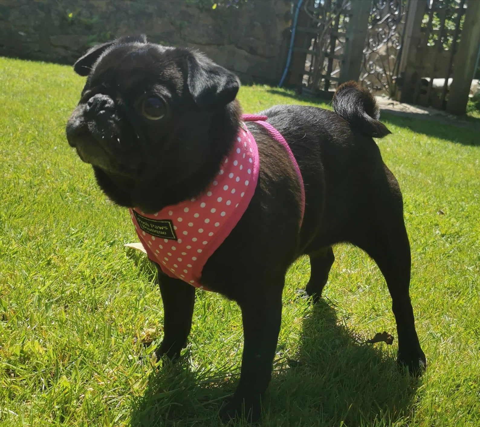 Pink Polka Dot Print Dog Harness