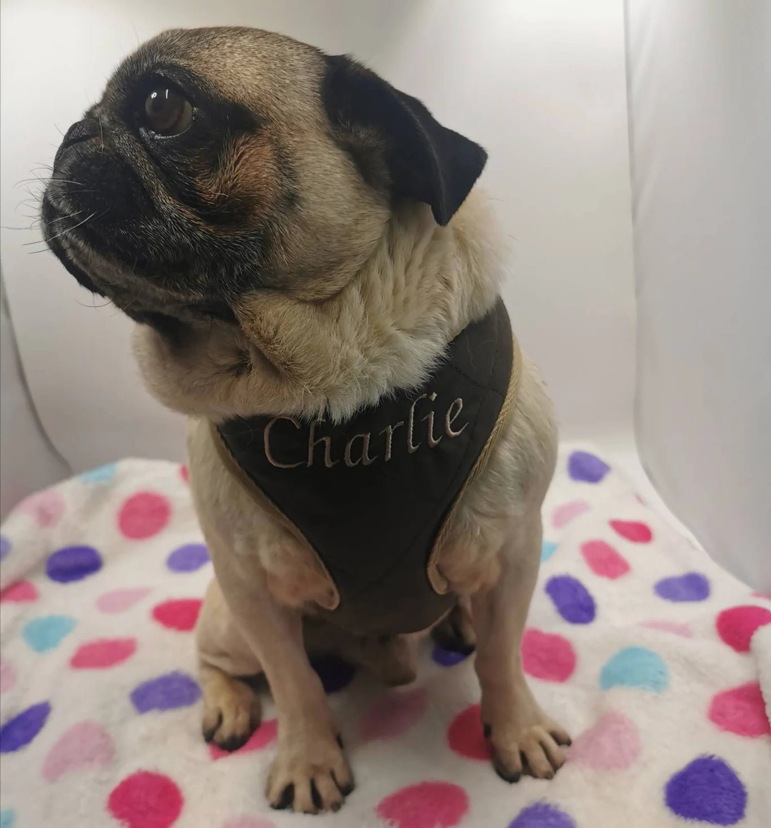 Quilted Brown Embroidered / personalised Dog Harness