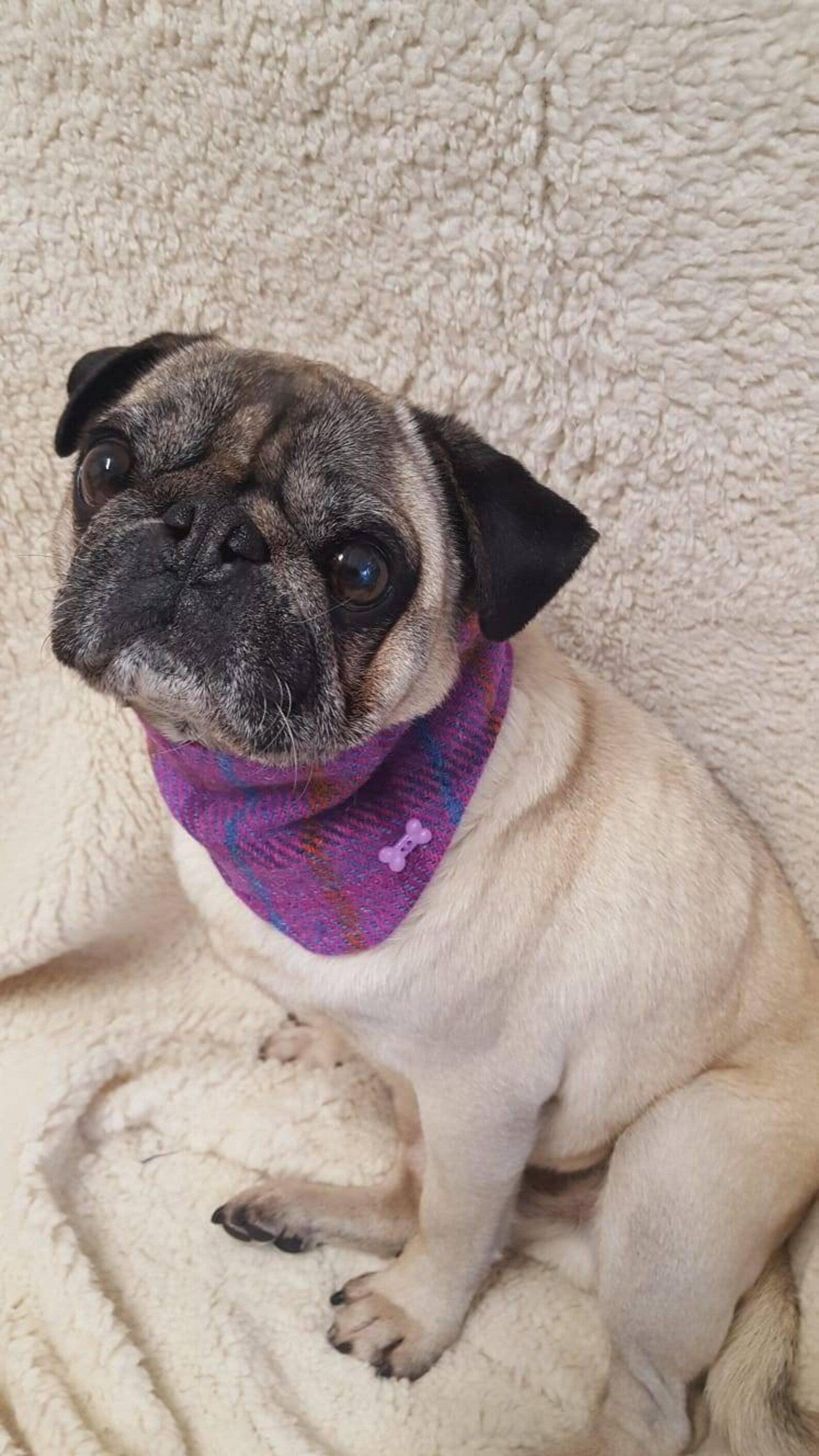 Purple Harris Tweed bandana