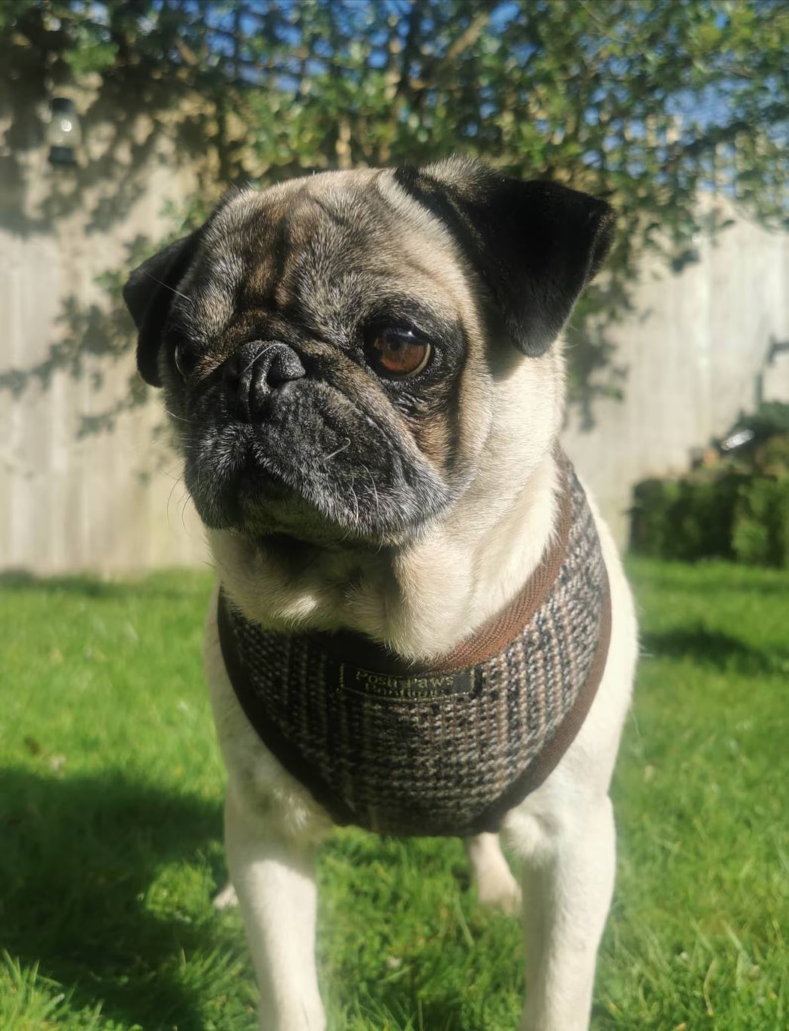 Brown Tweed Dog Harness