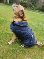 Navy & purple made to measure quilted shower proof bespoke made dog coats