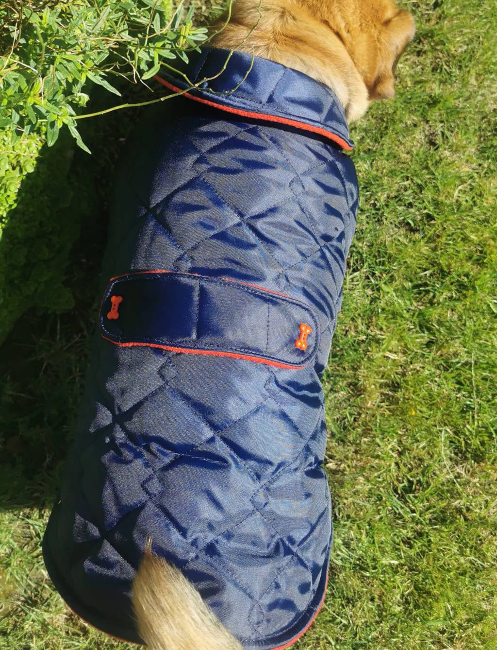 Navy & Red made to measure quilted shower proof bespoke made dog coats