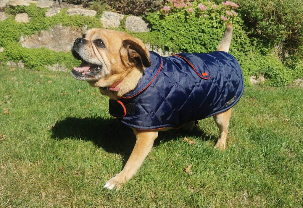 Navy & Red made to measure quilted shower proof bespoke made dog coats