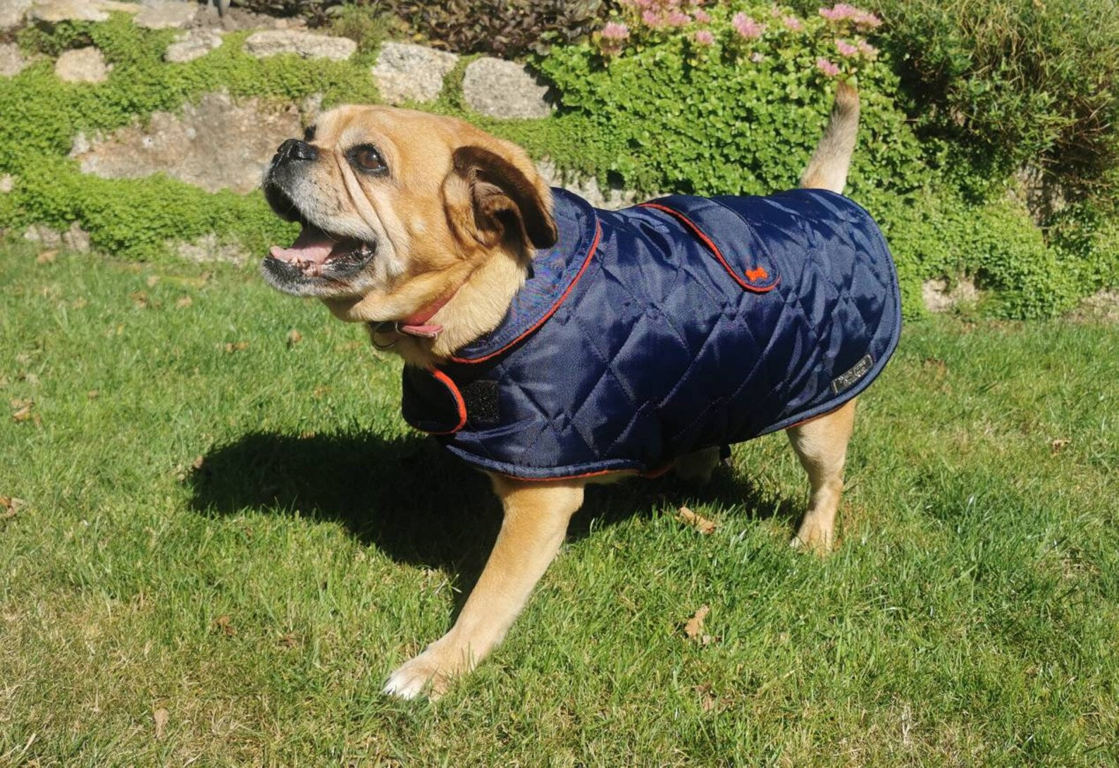 Navy & Red made to measure quilted shower proof bespoke made dog coats