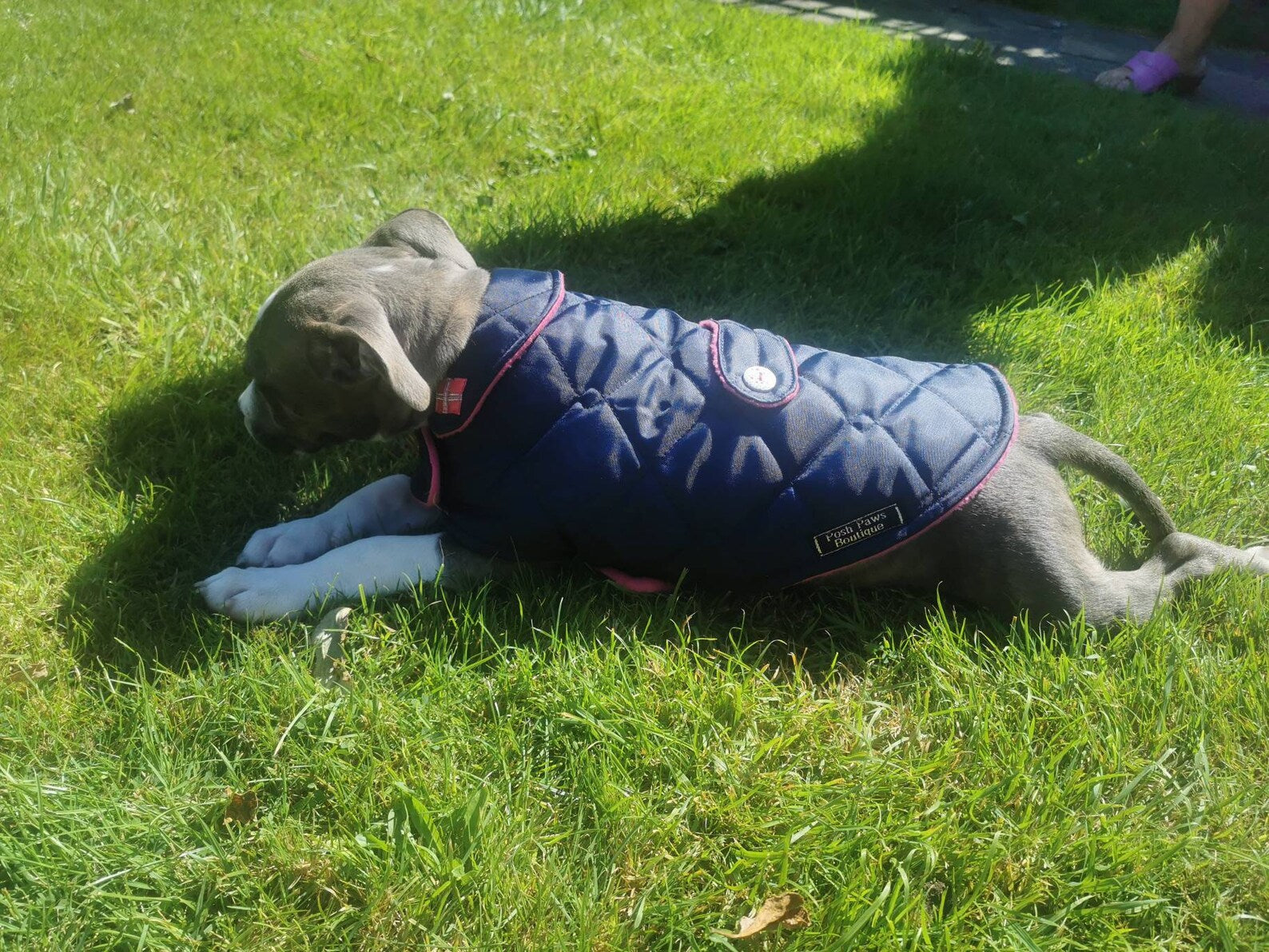 Navy & Pink made to measure quilted shower proof bespoke made dog coats