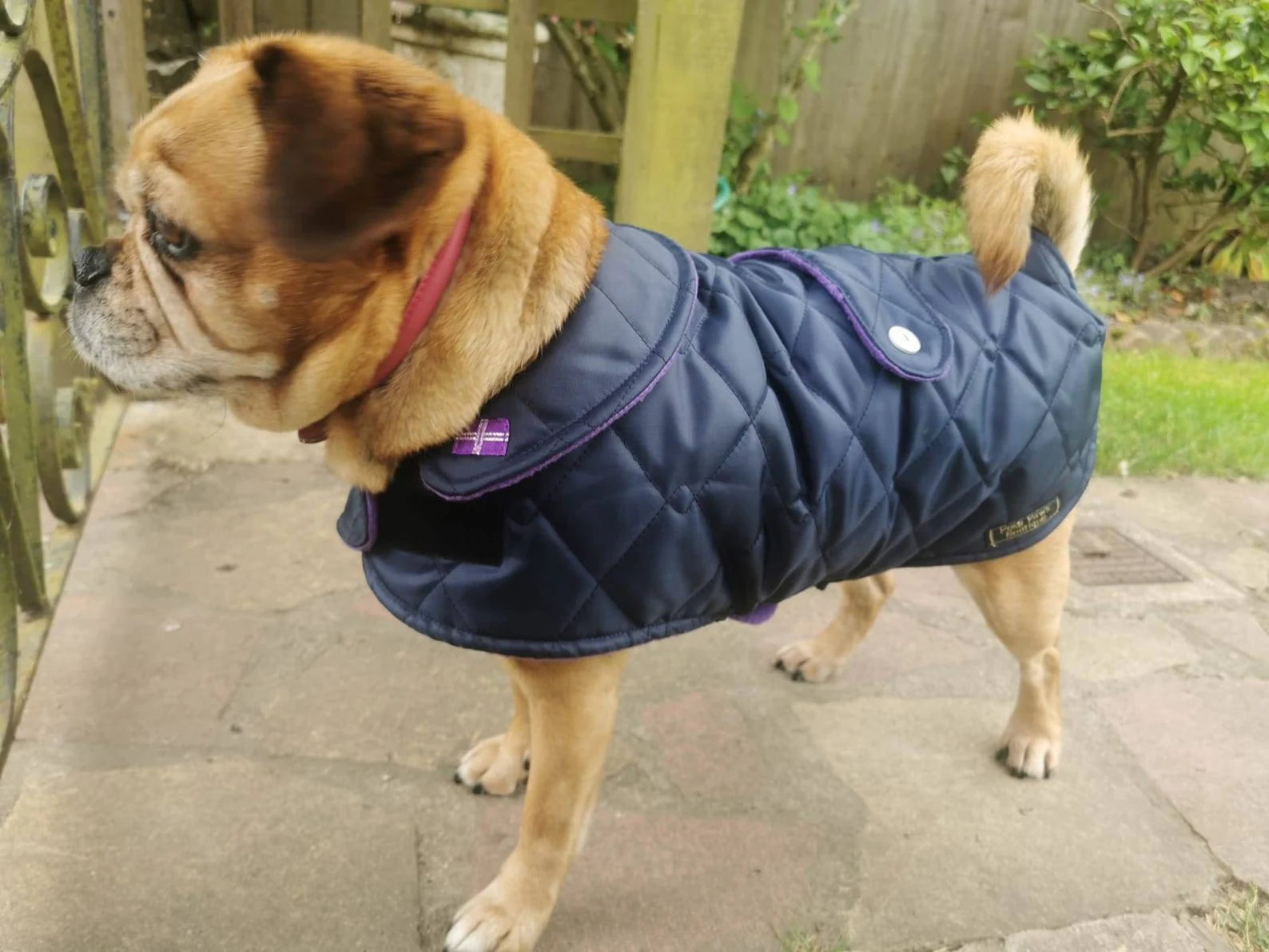 Navy & purple made to measure quilted shower proof bespoke made dog coats