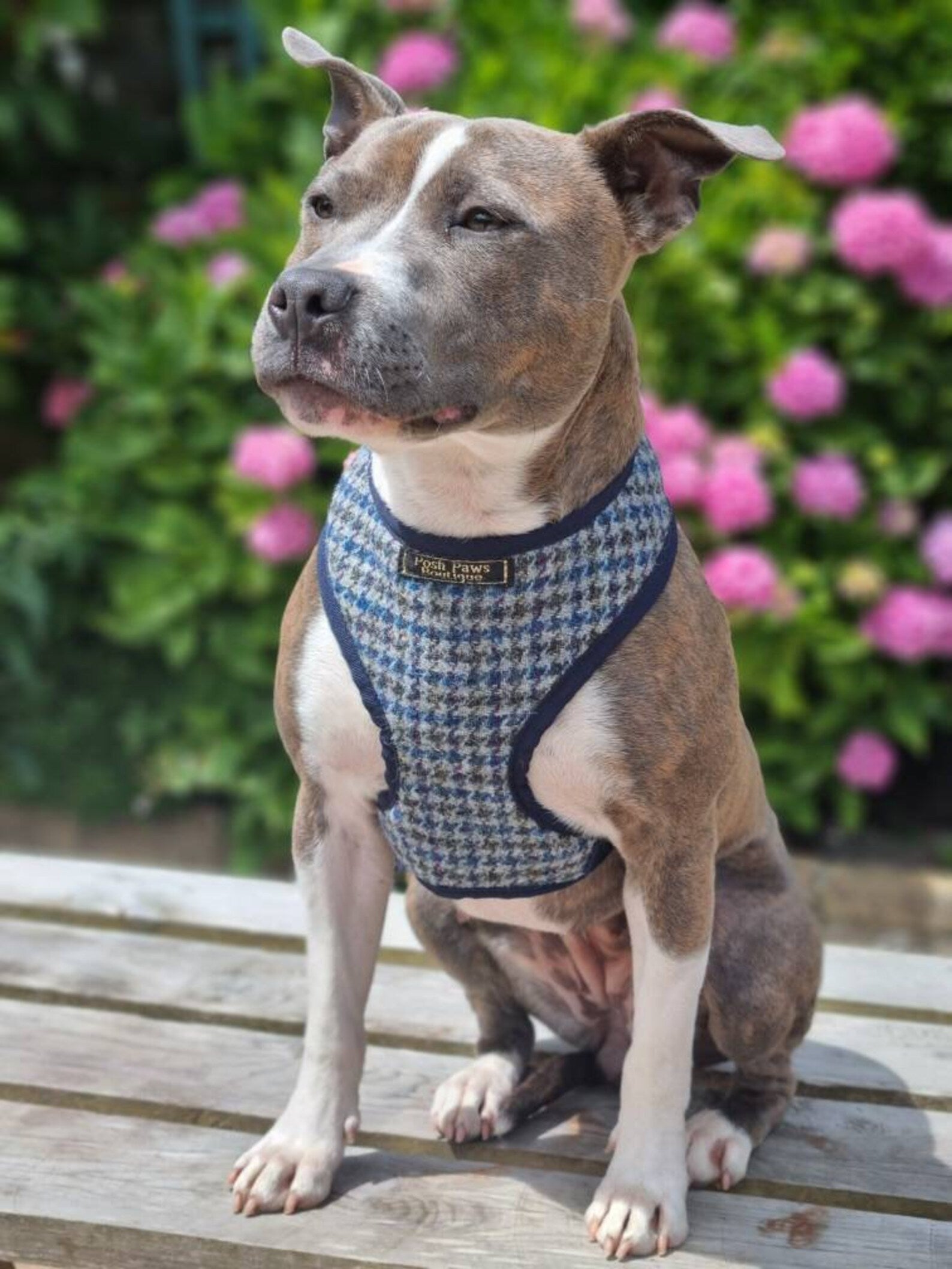 Navy Tweed Dog Harness