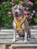Mustard & Navy Dog Harness