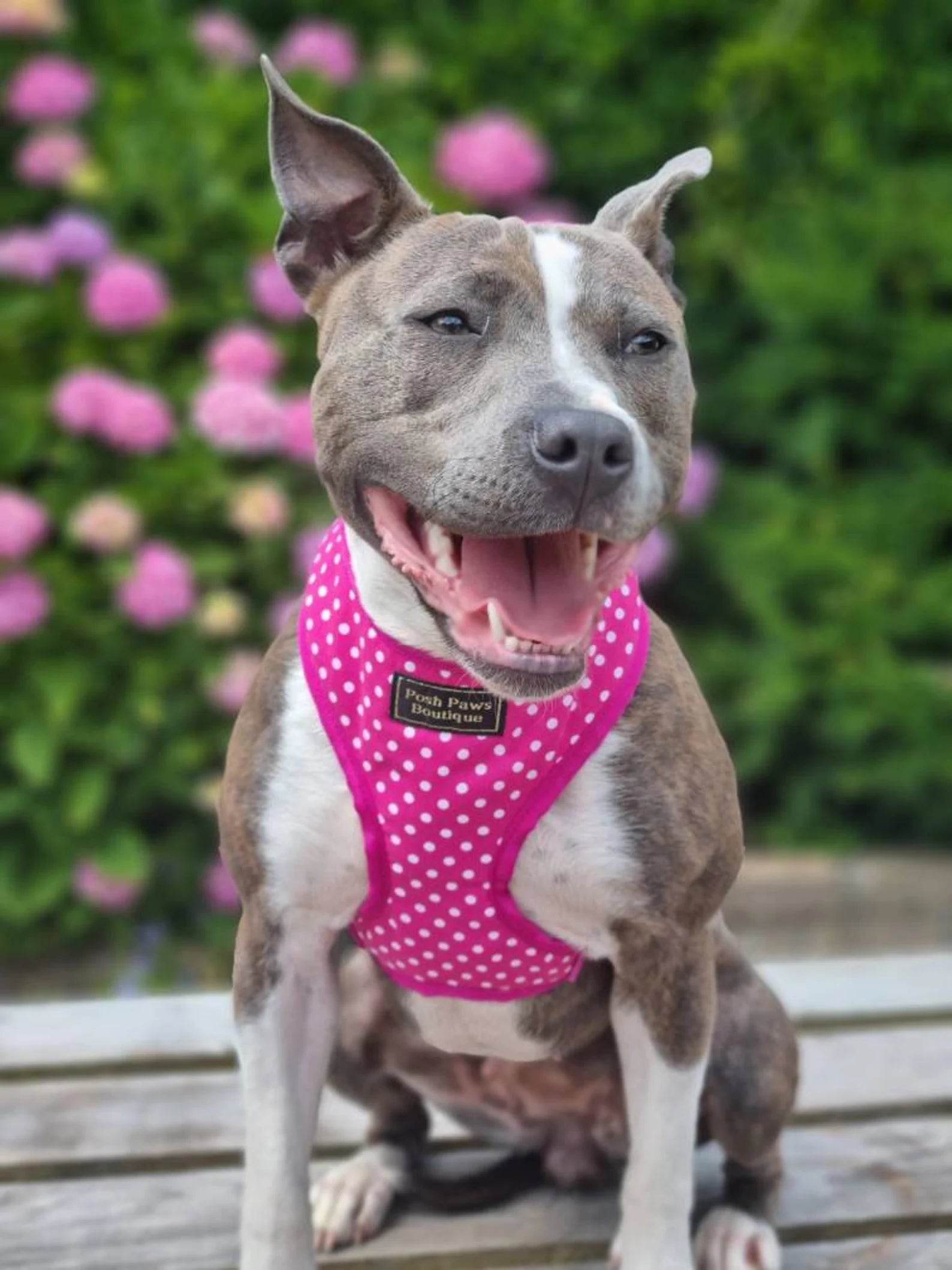 Pink Polka Dot Print Dog Harness