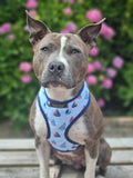 Sailing Boats Dog Harness