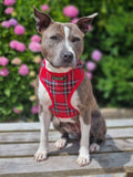 Red Tartan Dog Harness