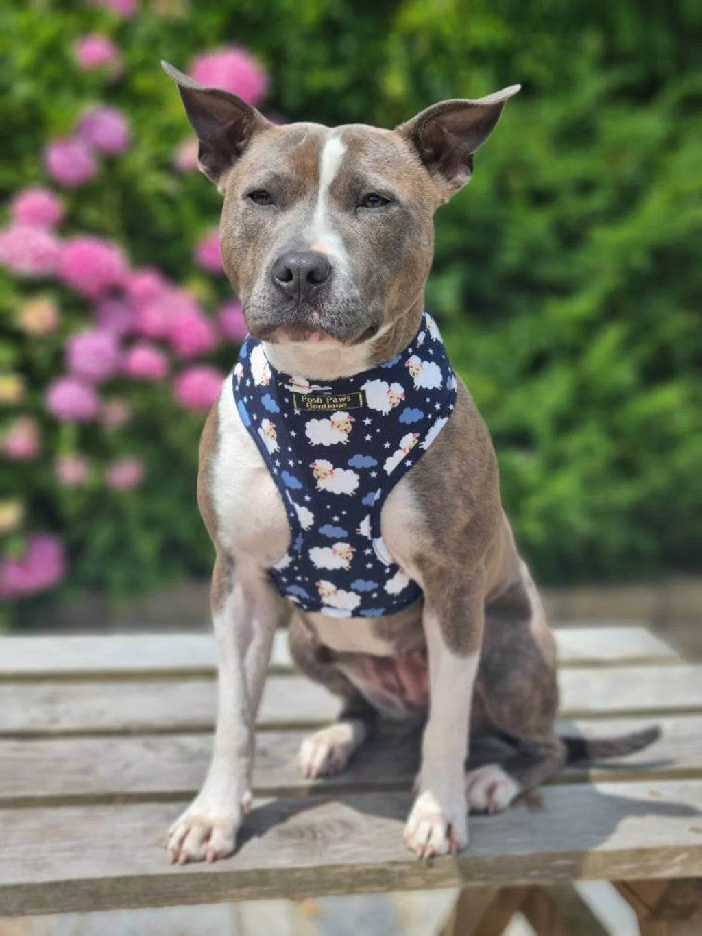 Navy Sheep Print Dog Harness