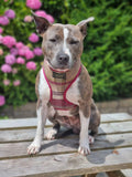 Burgundy Tweed Dog Harness