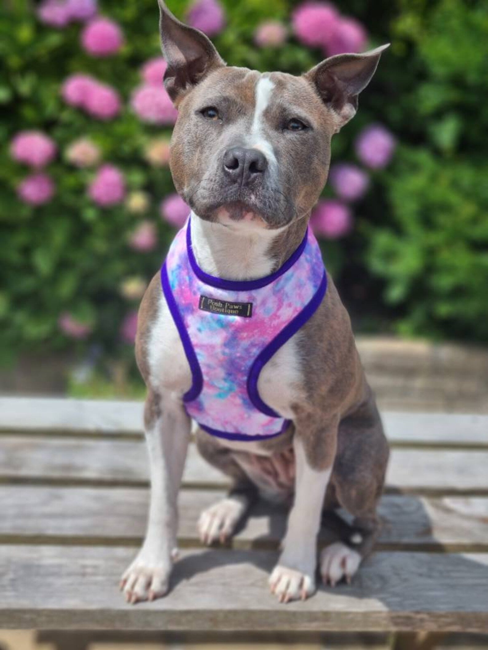 Magical Unicorn Galaxy Dog Harness