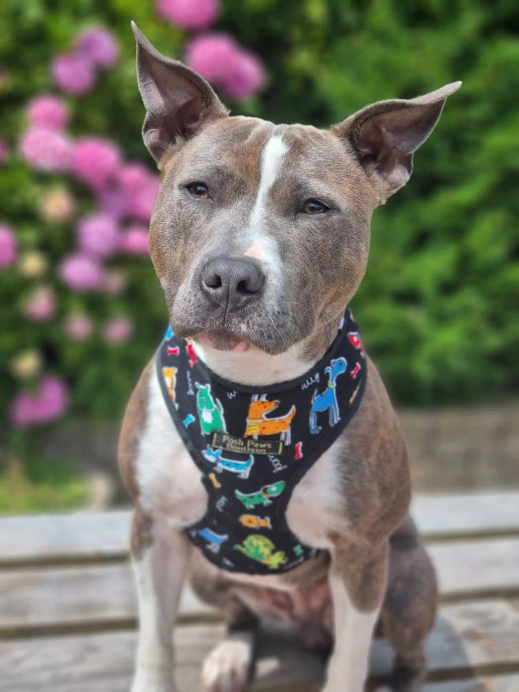 Barking Dogs Print Dog Harness