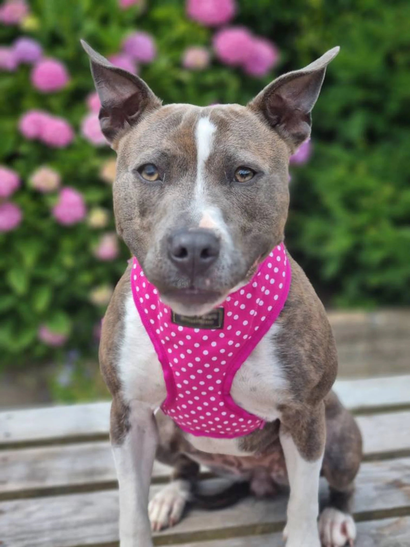 Pink Polka Dot Print Dog Harness