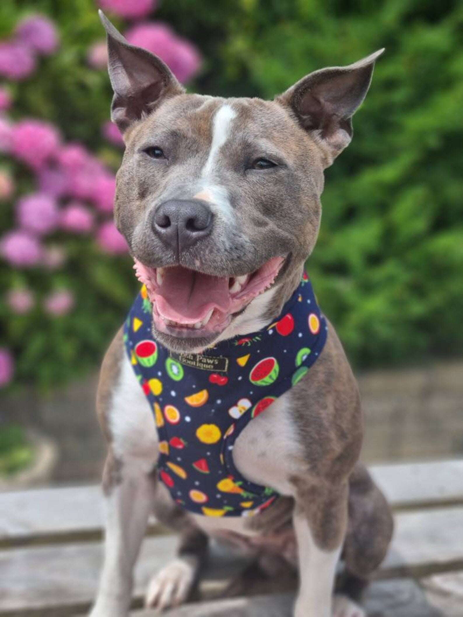 Tuttie Fruitie Dog Harness