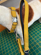 Mustard / Navy Collar