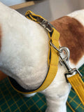 Mustard / Navy Collar
