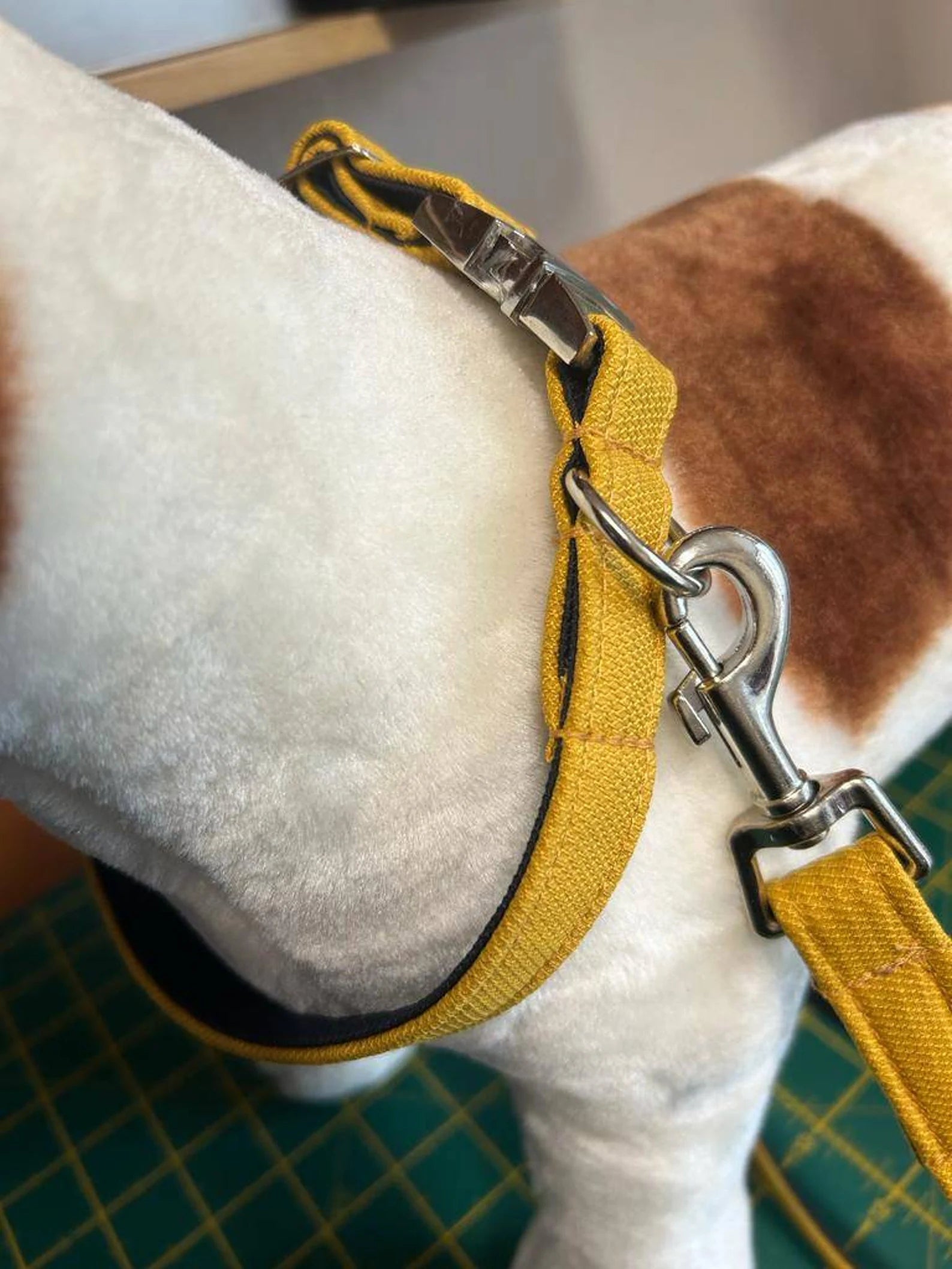 Mustard / Navy Collar