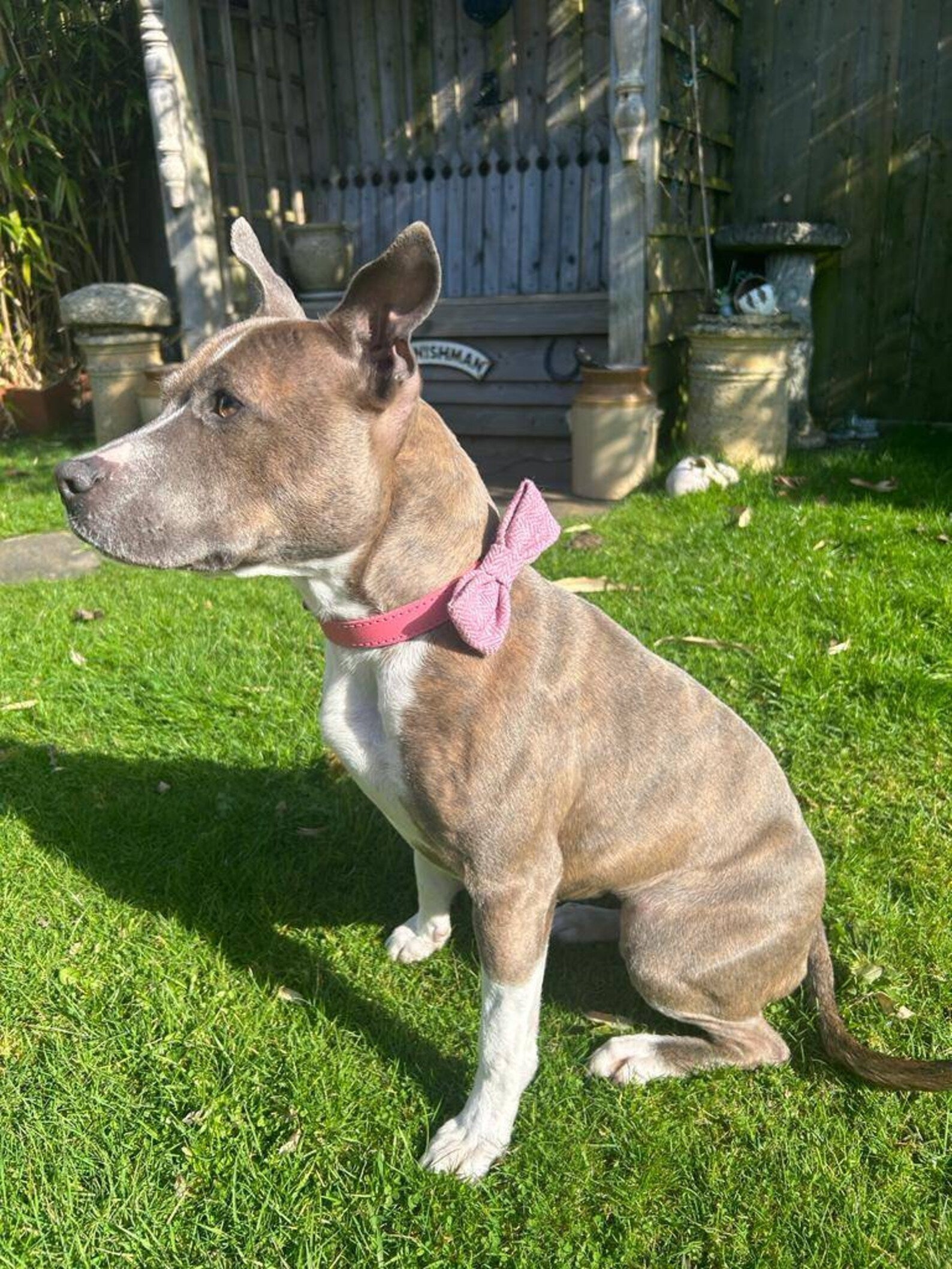 Pink english tweed collar dog bow