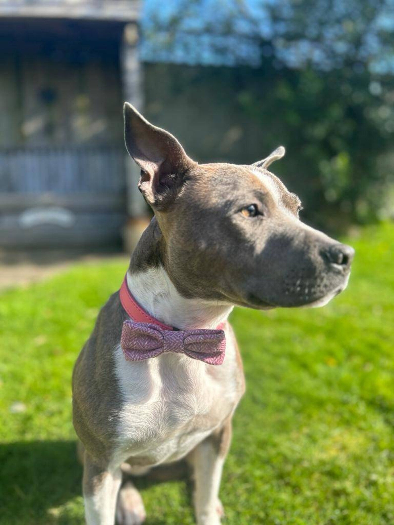 Pink english tweed collar dog bow