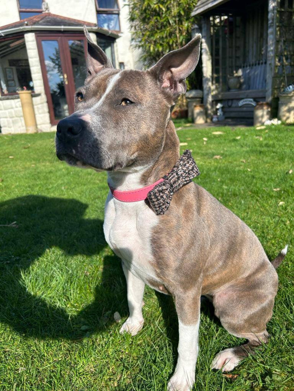 Brown english tweed collar dog bow