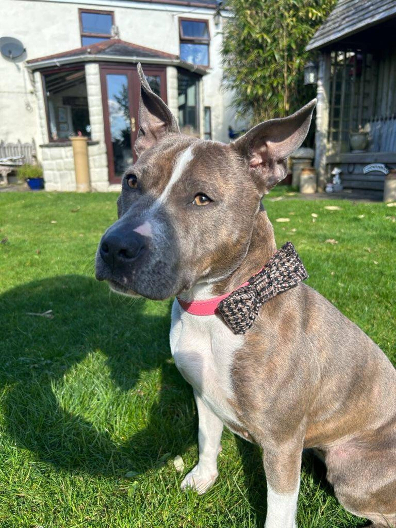 Brown english tweed collar dog bow