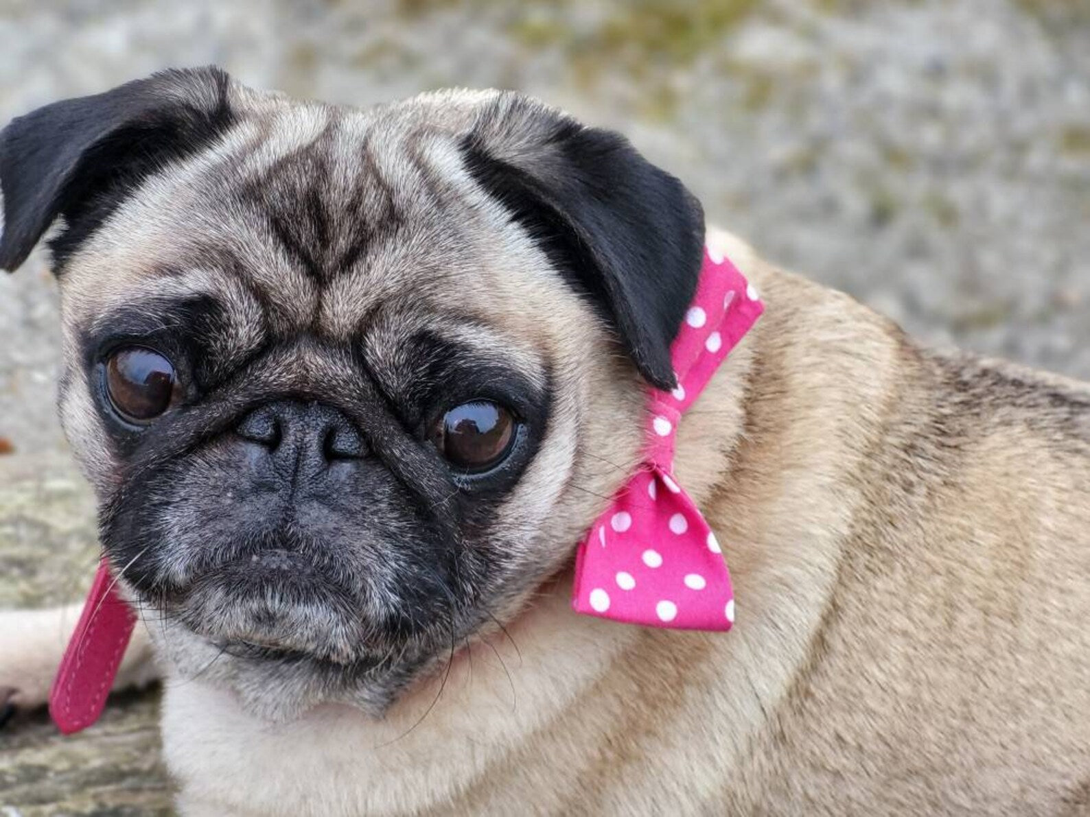 Pink spot collar dog bow
