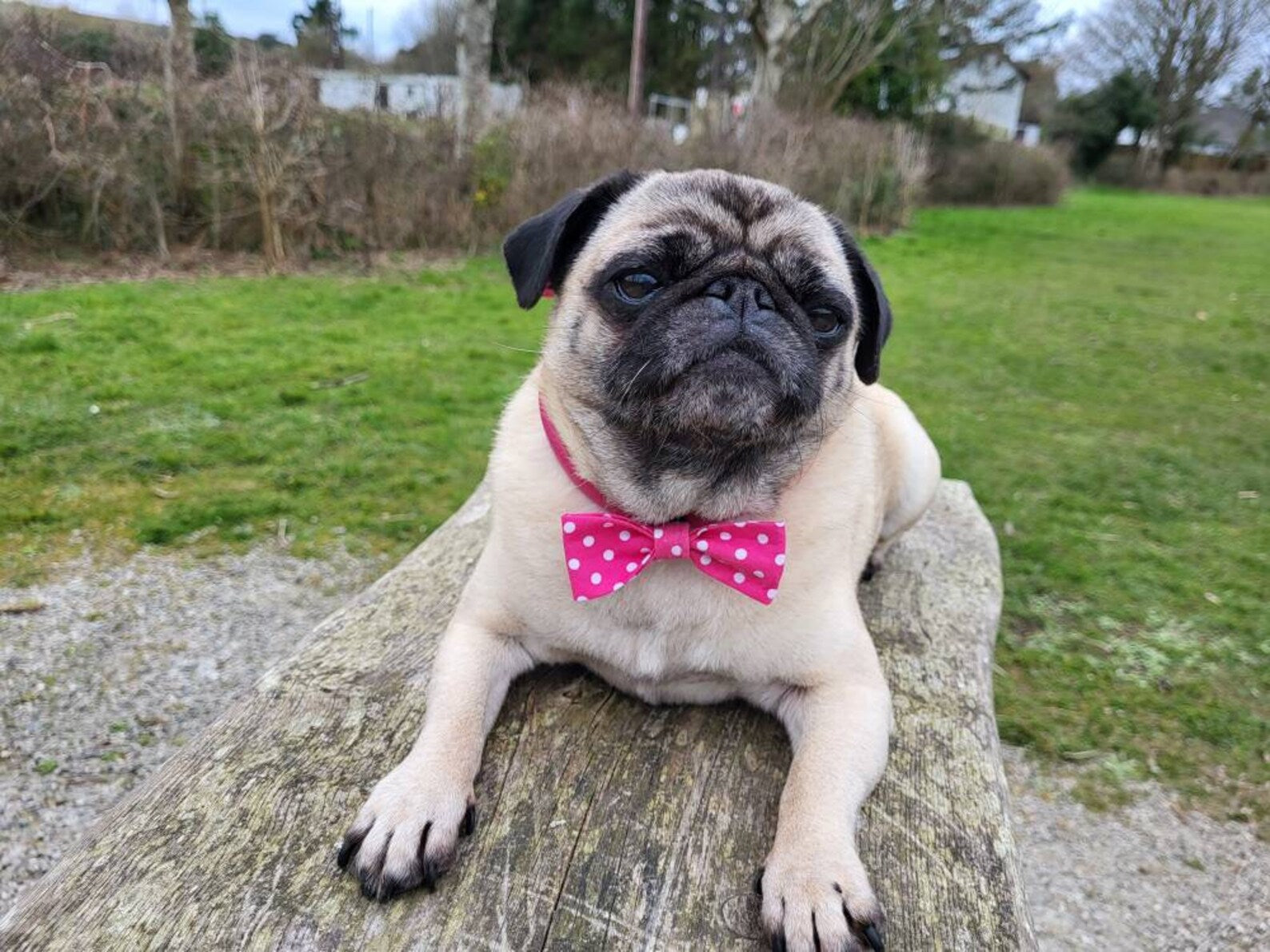 Pink spot collar dog bow