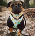 Bumble Bee Print Dog Harness