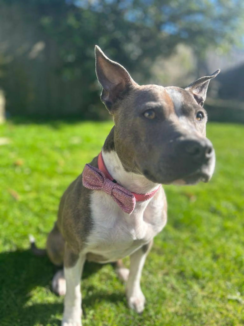 Pink english tweed collar dog bow