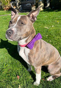 Purple harris tweed dog bow to atach to collar