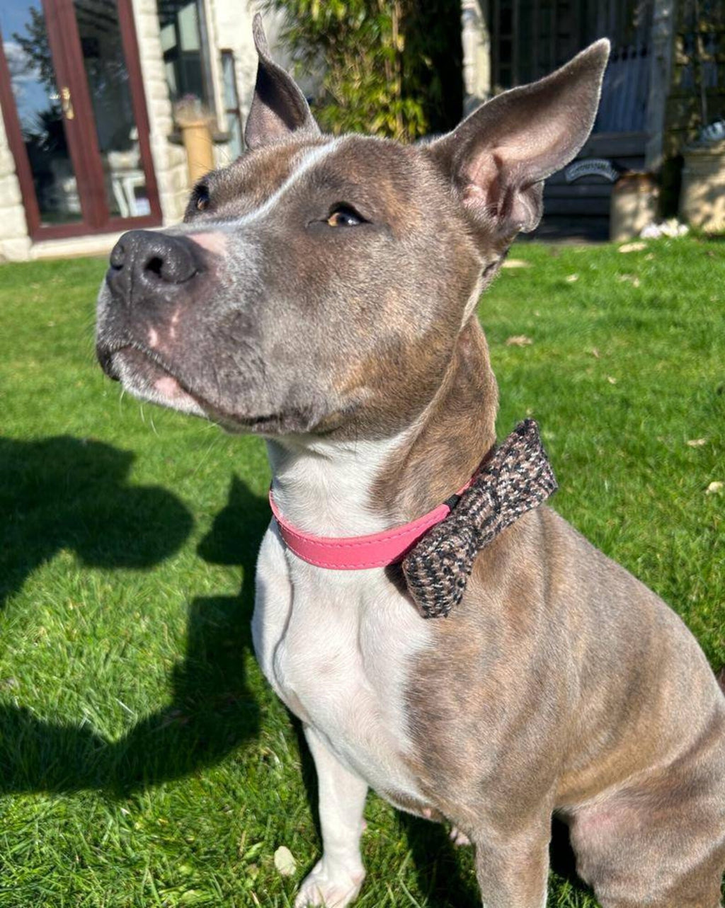 Brown english tweed collar dog bow