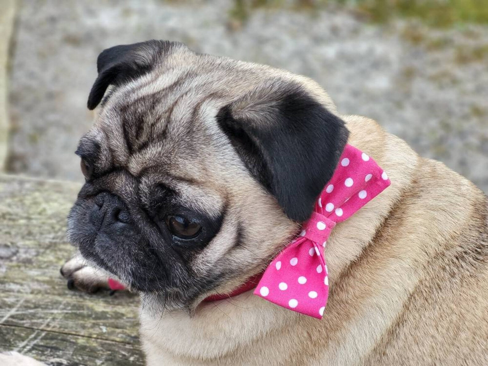 Pink spot collar dog bow