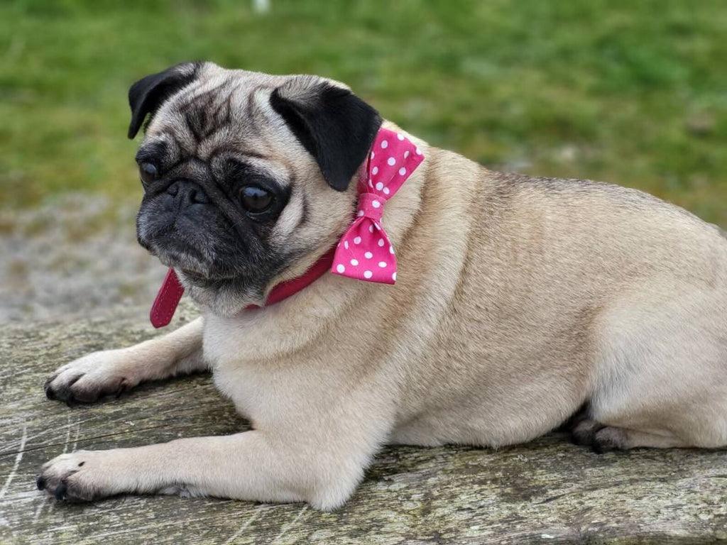 Pink spot collar dog bow