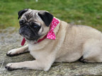 Pink spot collar dog bow